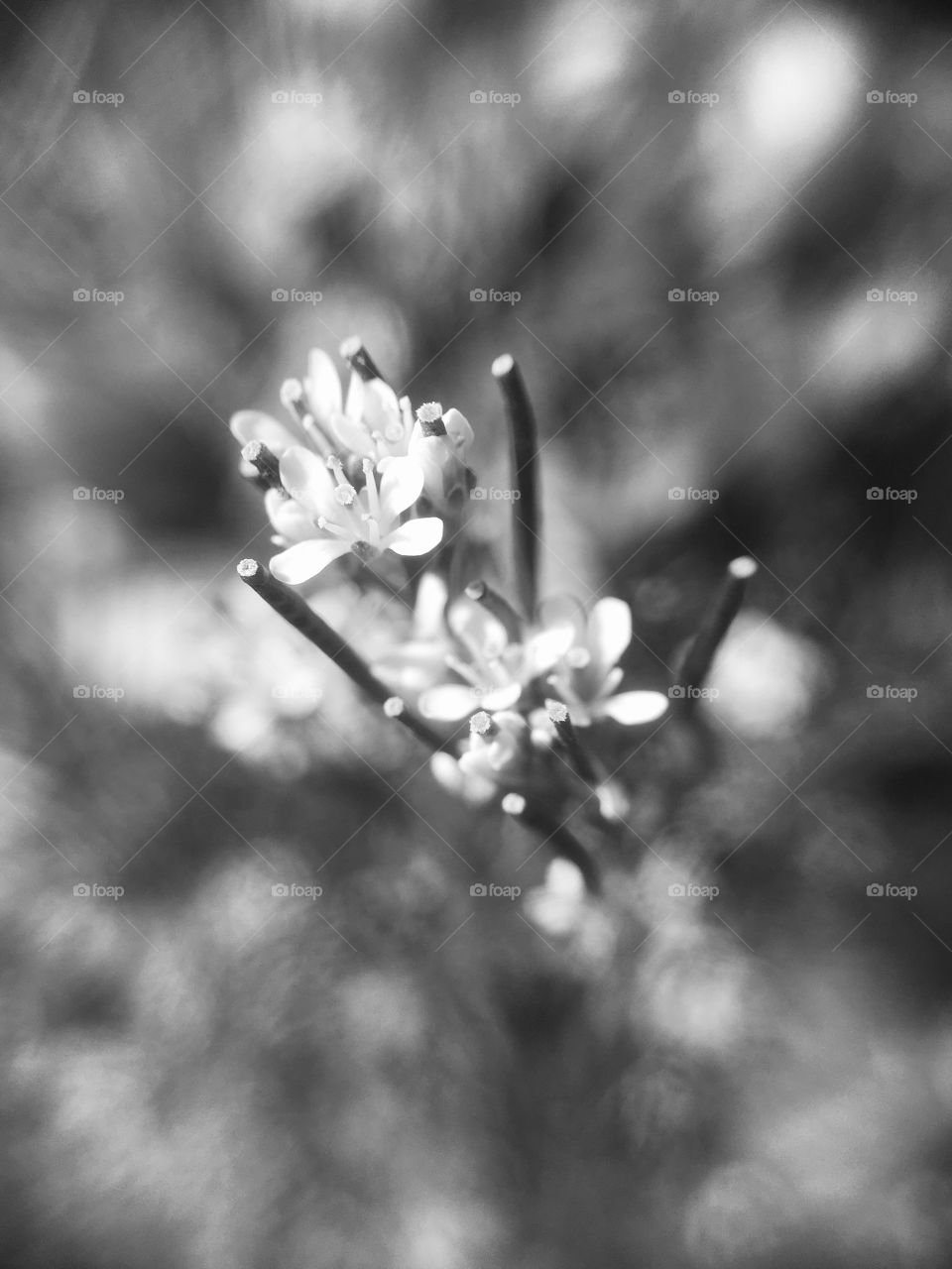 Spring in monochrome 