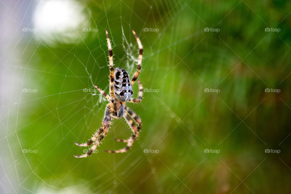 Orb Weaver spider