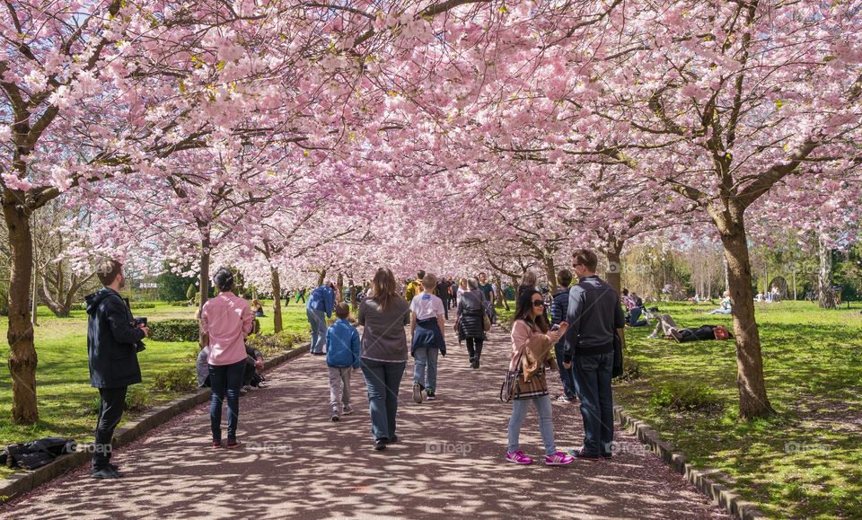 Pink park