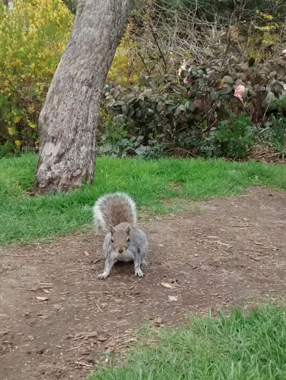 Squirrel in NYC Park. NYC outdoors