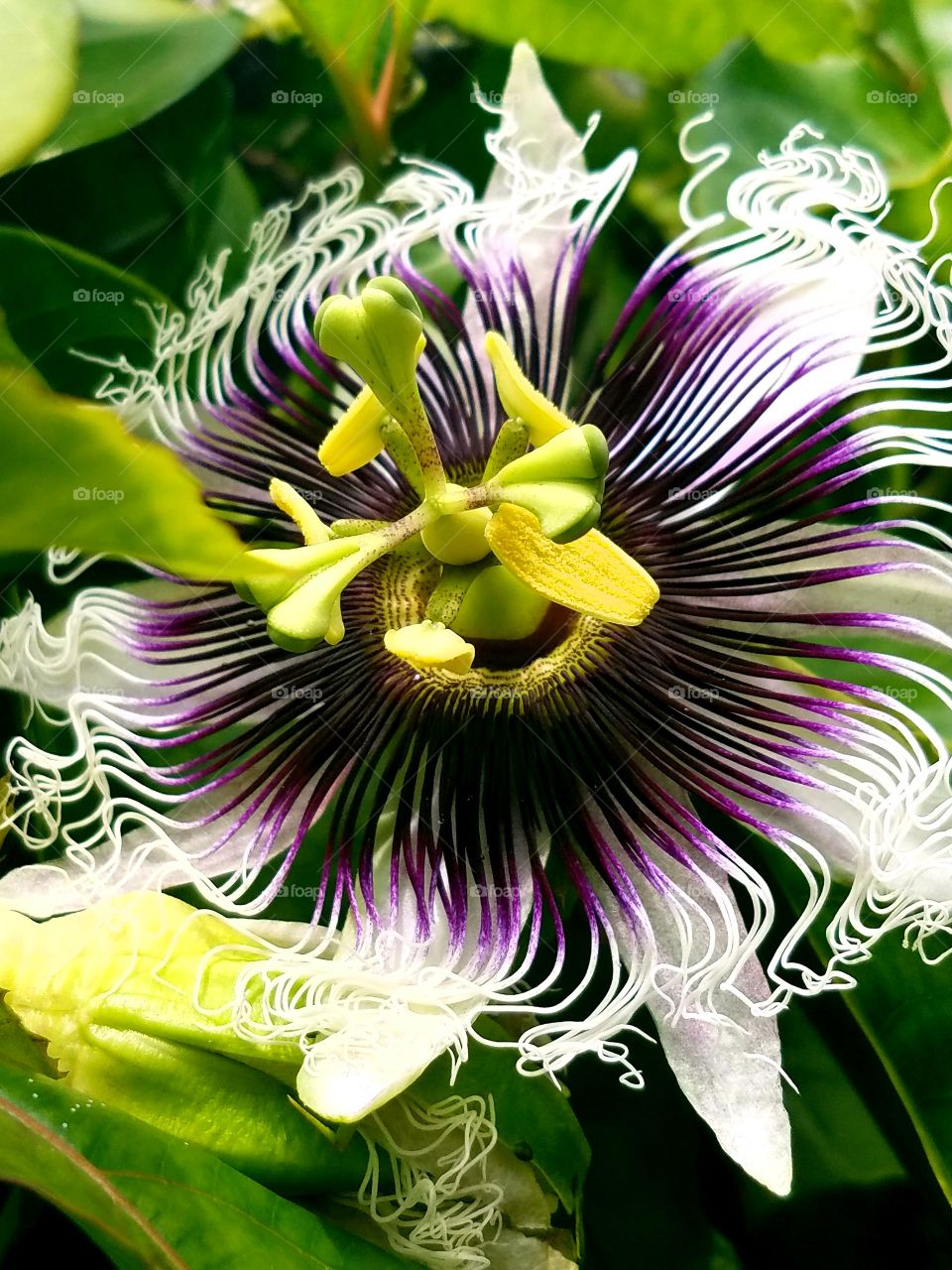 passionflower before it blooms into Lilikoi