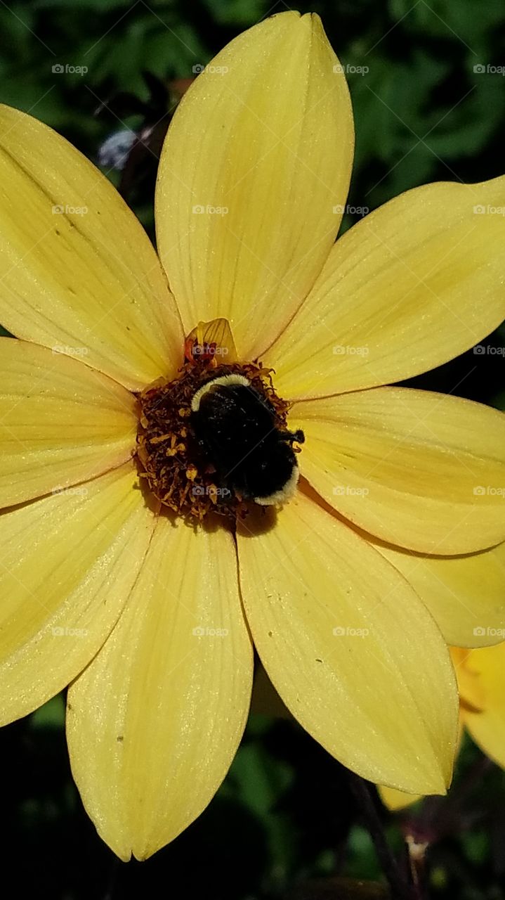 Flower and Bee