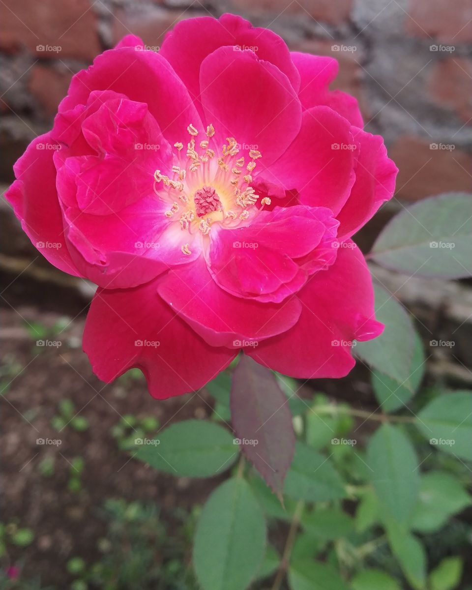 rose