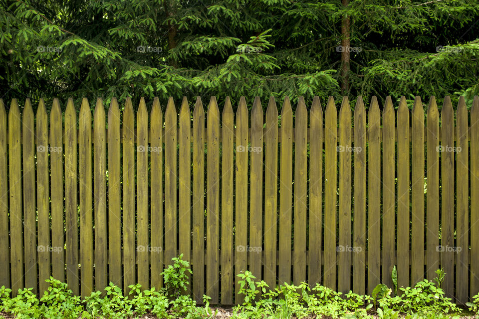 Green picket fence