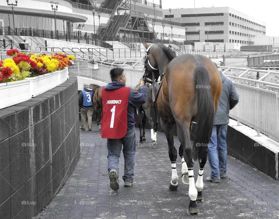 Bubba Meister by Bodeimeister. First time starter as a 3 year old bay colt. Trained by David Cannizzo