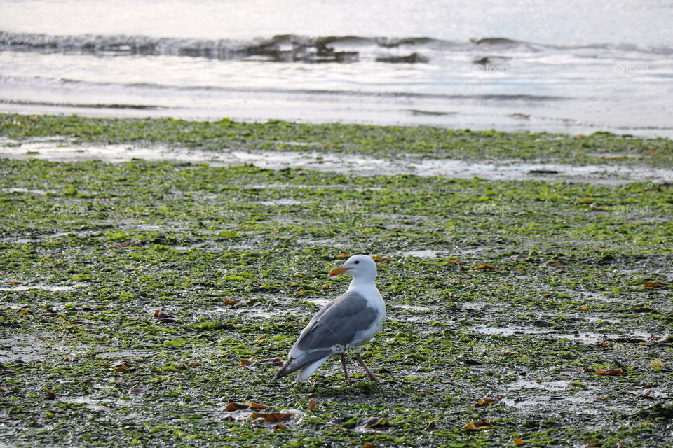 Seashore 