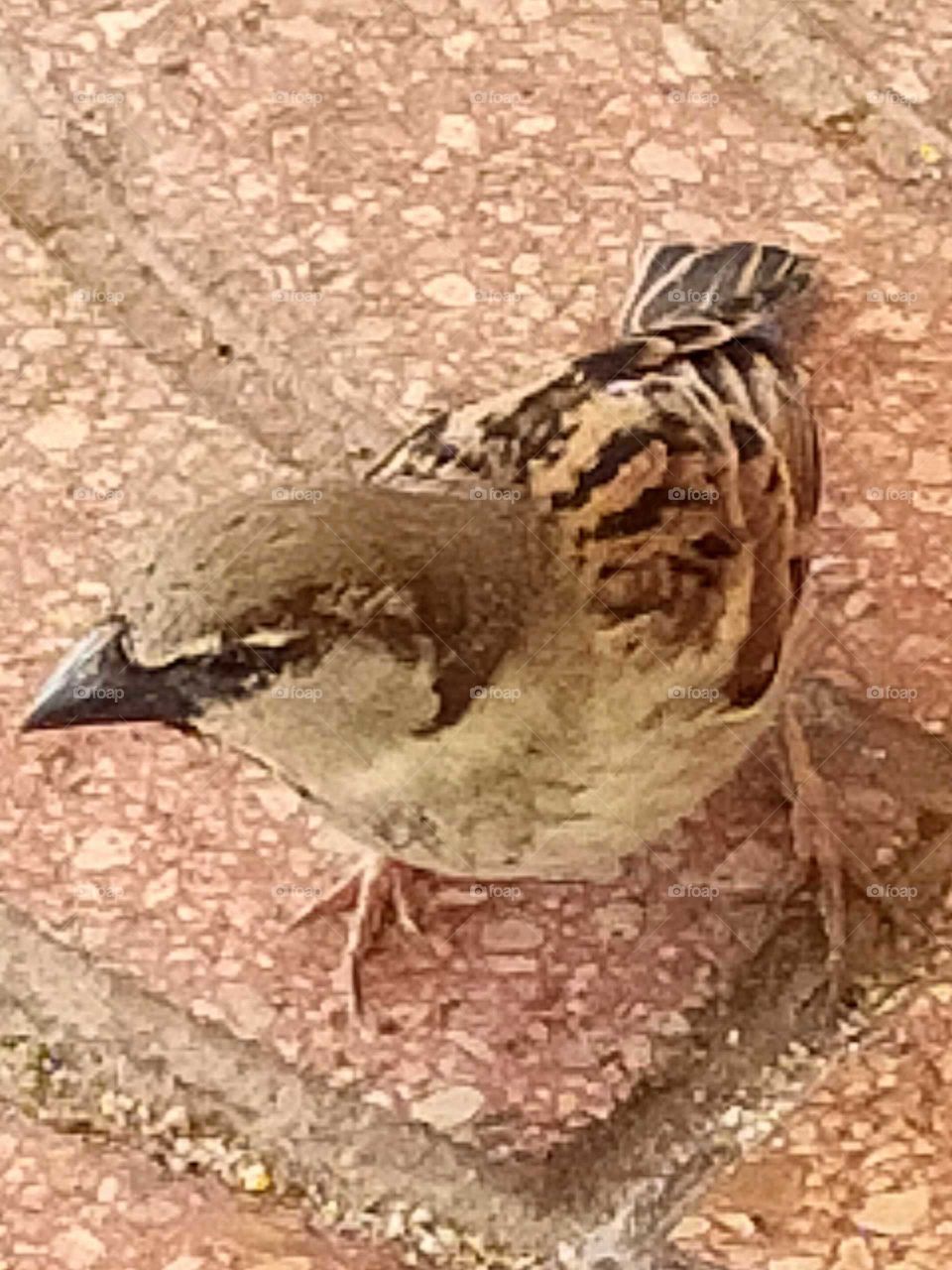 I have taken this photo of this bird in a cafe while I am having my breakfast.It comes near my feet and looks for the remains of bread on the floor.This pleases me and decide to take a photo of it ..it does not frighten when I use my mobile phone...