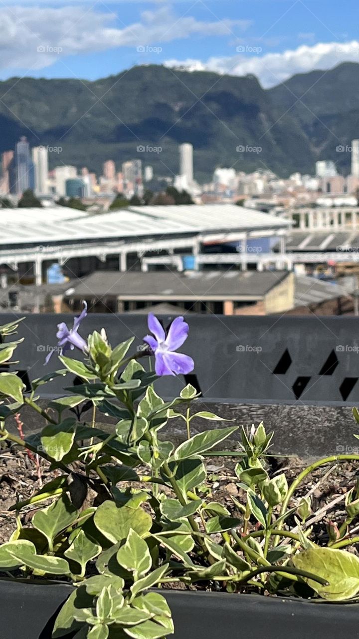 A flower on the view of the city 