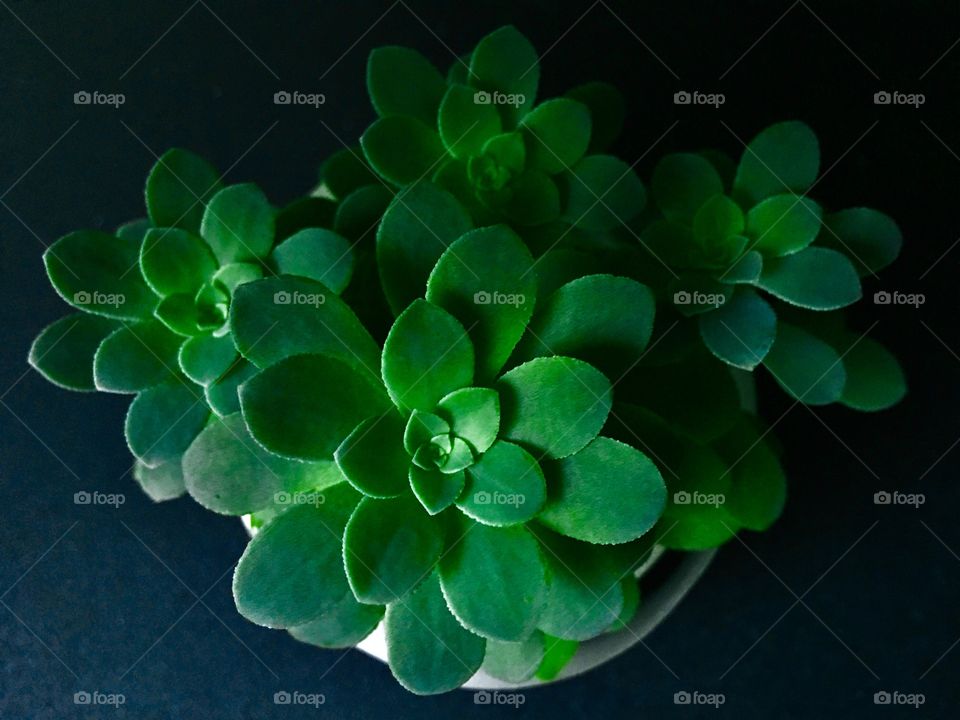 Beautiful green plants