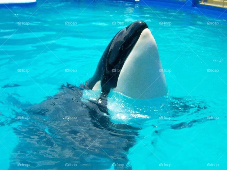 Shamu