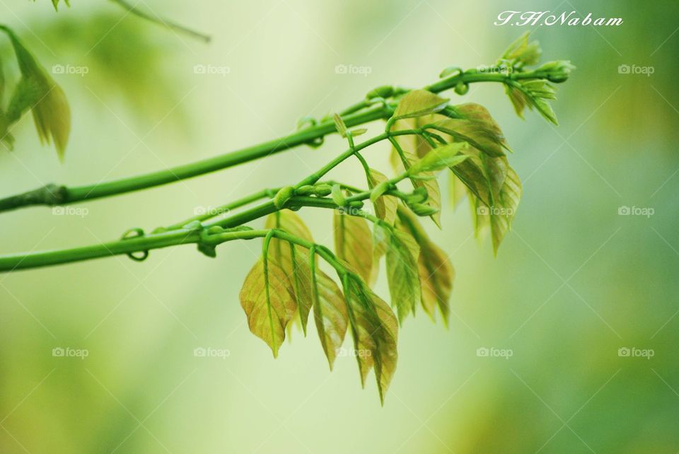 Tree leafs