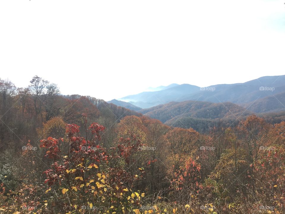 Fall, Landscape, Tree, Mountain, No Person
