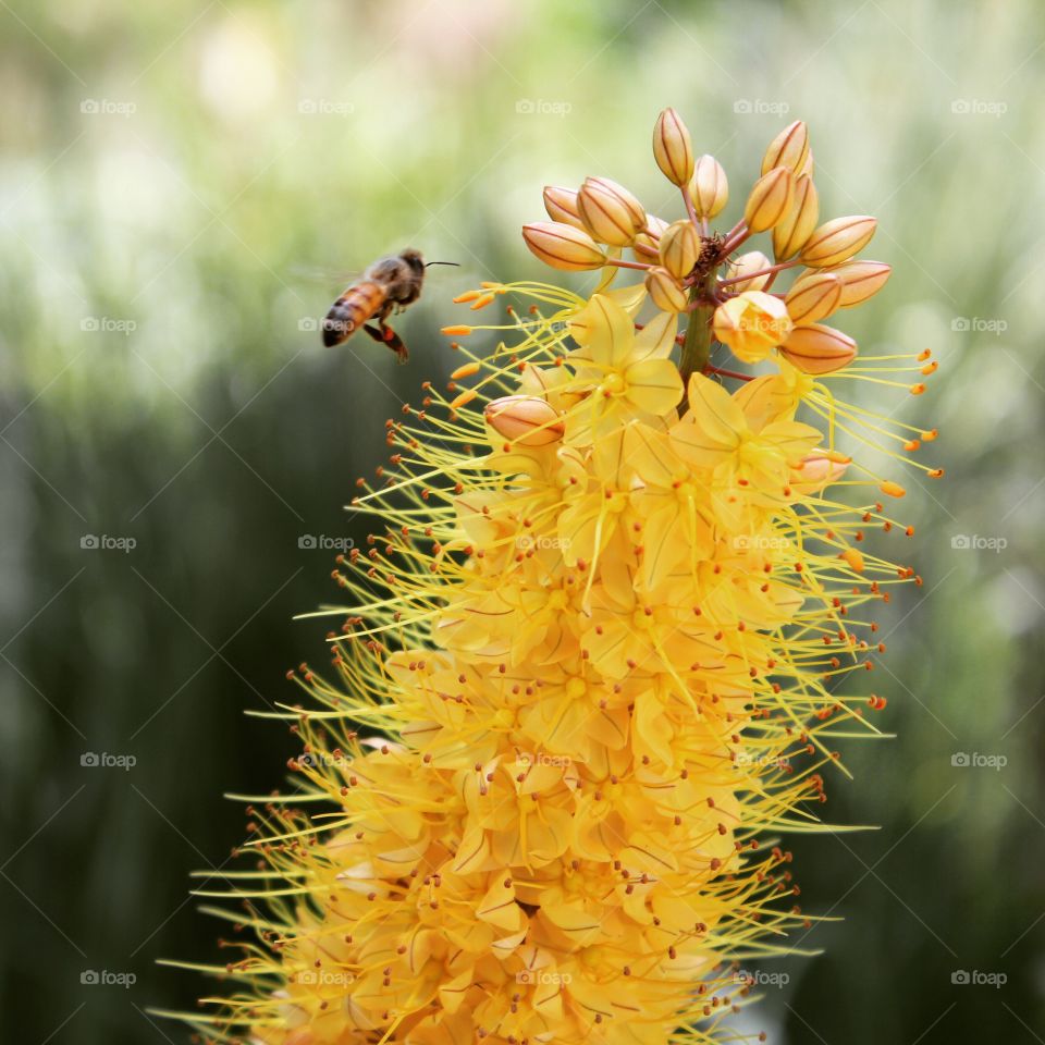 Bee pollinating. 