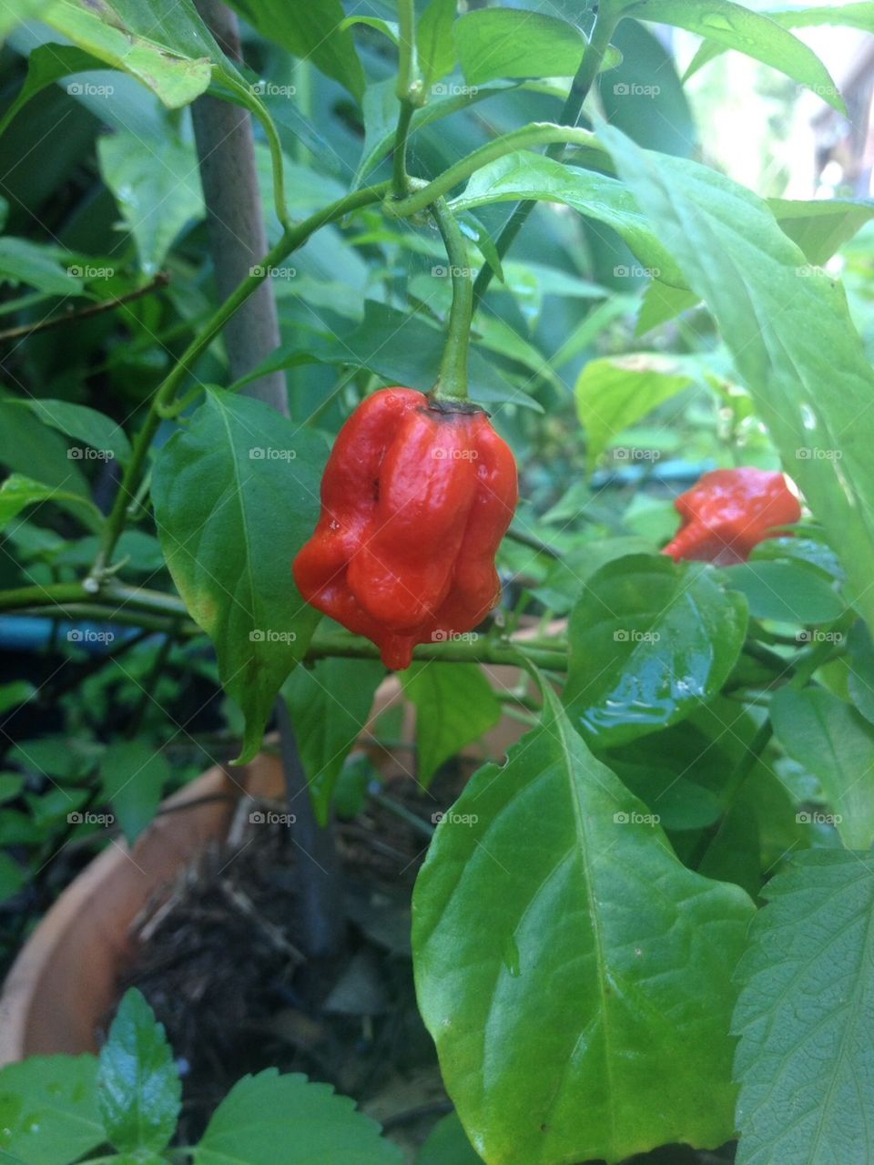 Home grown chillies