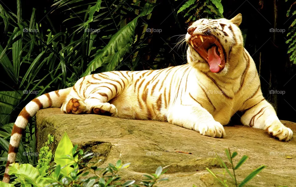 Roar