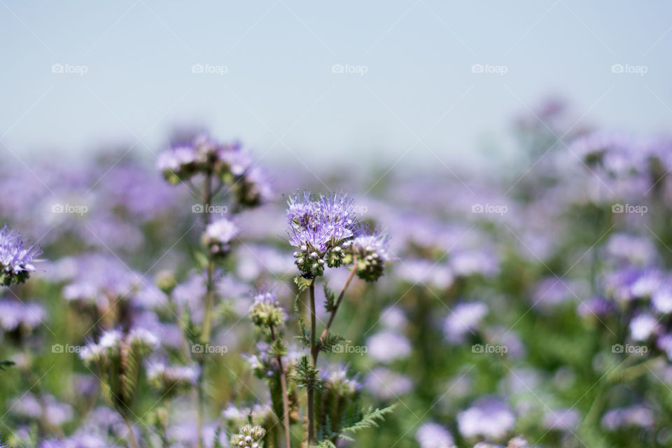 phacelia flower closeup. phacelia fields with purple flowers