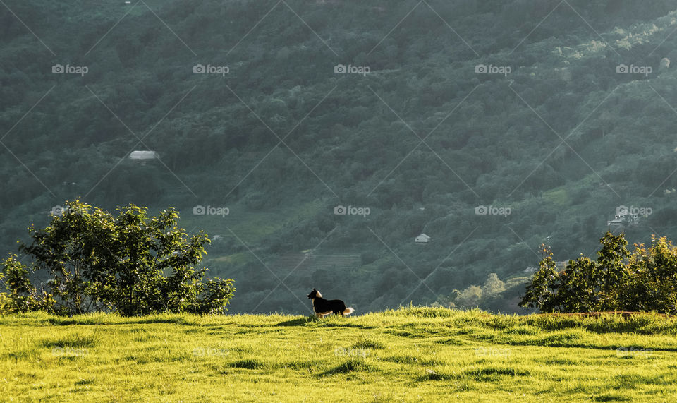 A dog enjoying the warm summer time weather  on the highlands of Ukhrul, Manipur, India