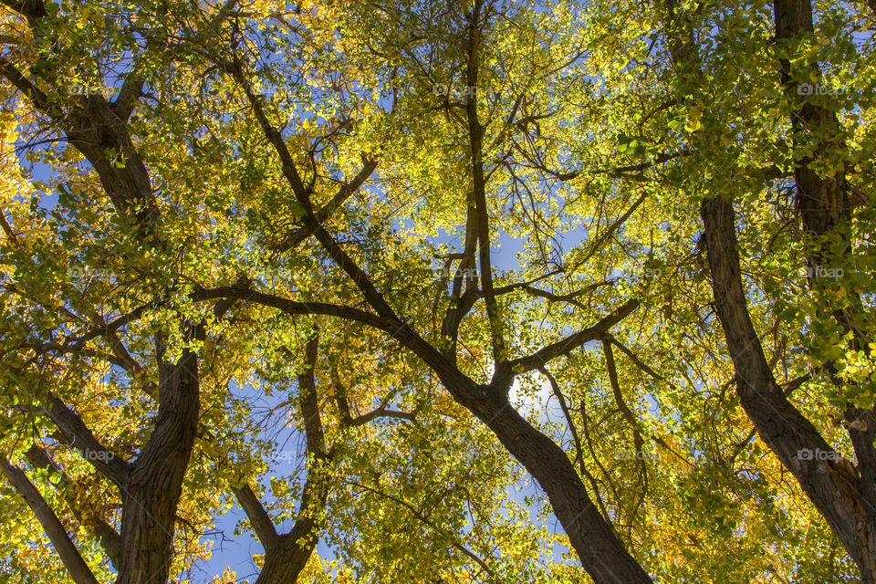 Forest trees in the late summer