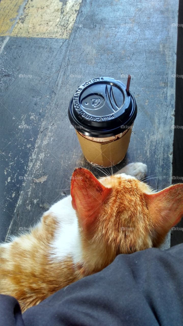 cat and a cup of hot coffee