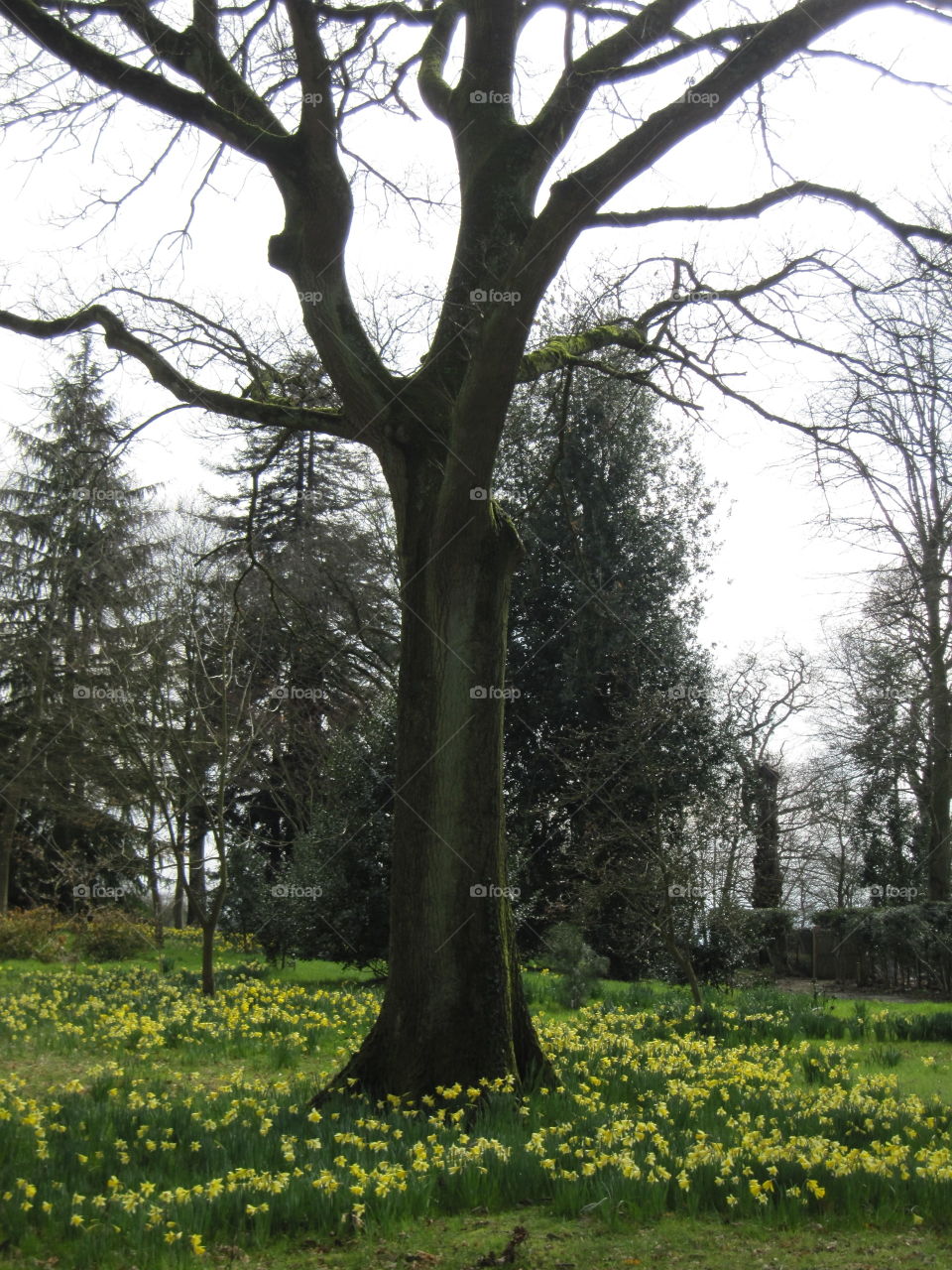 Tree, Landscape, No Person, Wood, Nature