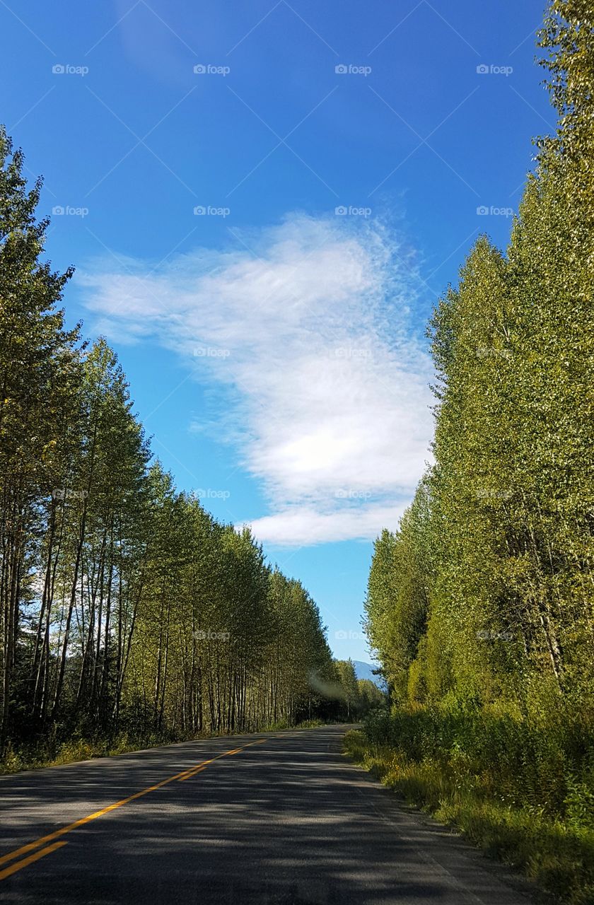 Clouds through the trees