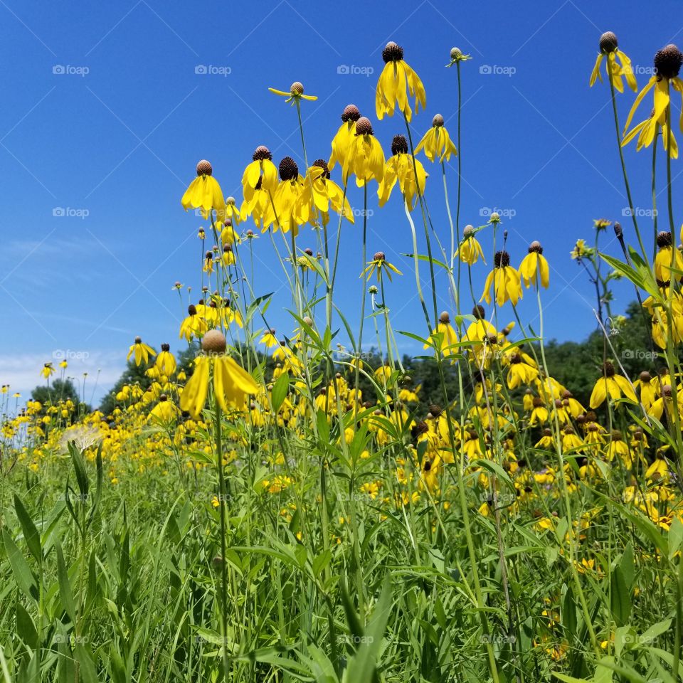 Field of Wild Flowers