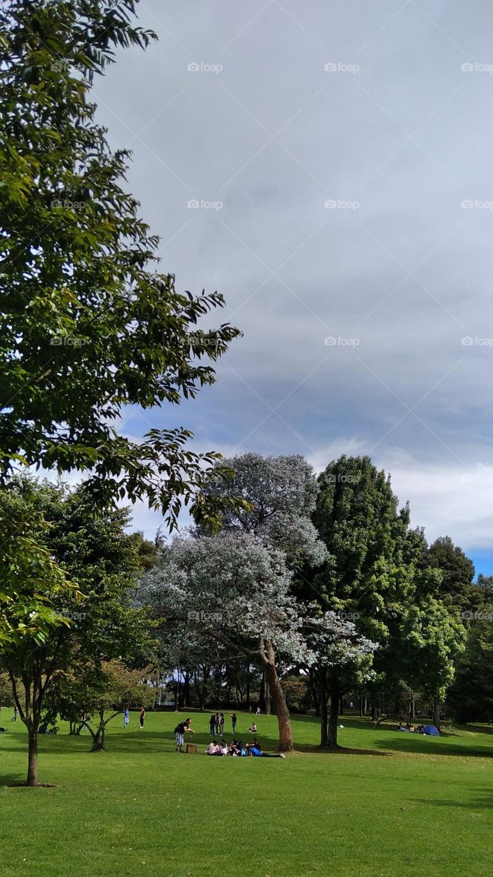 people enjoying a park