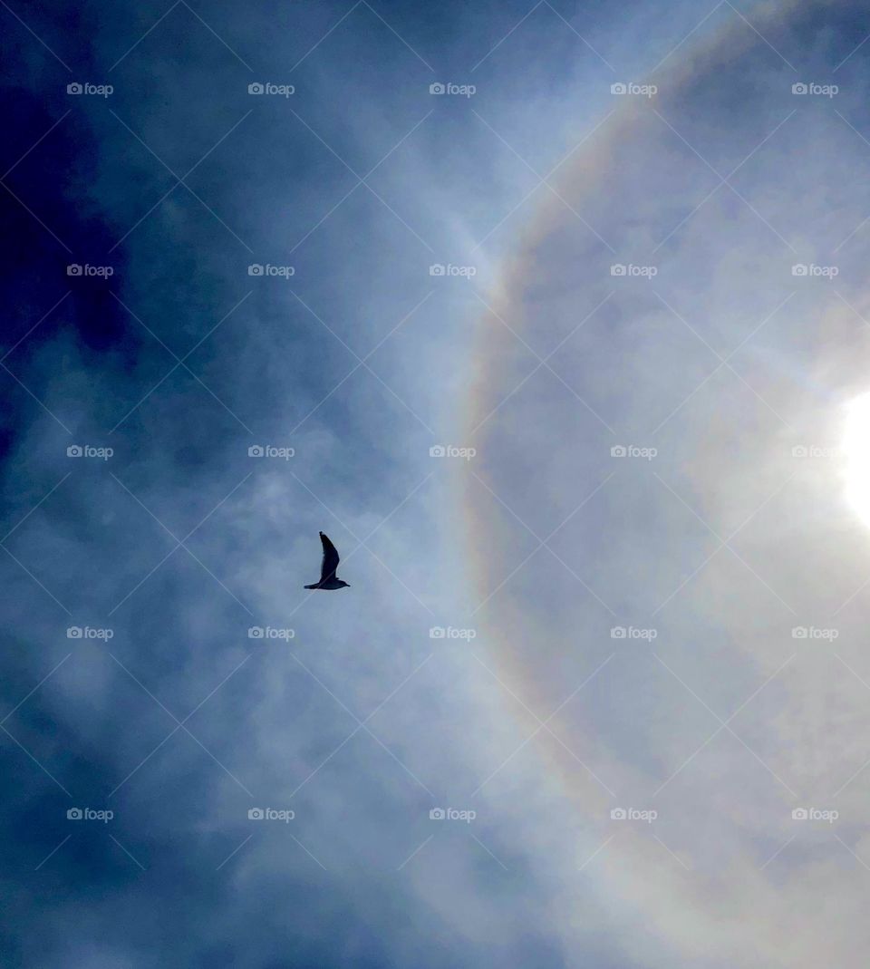 Magical moment captured at the beach - a seagull in flight in silhouette against a deep blue sky and sun halo