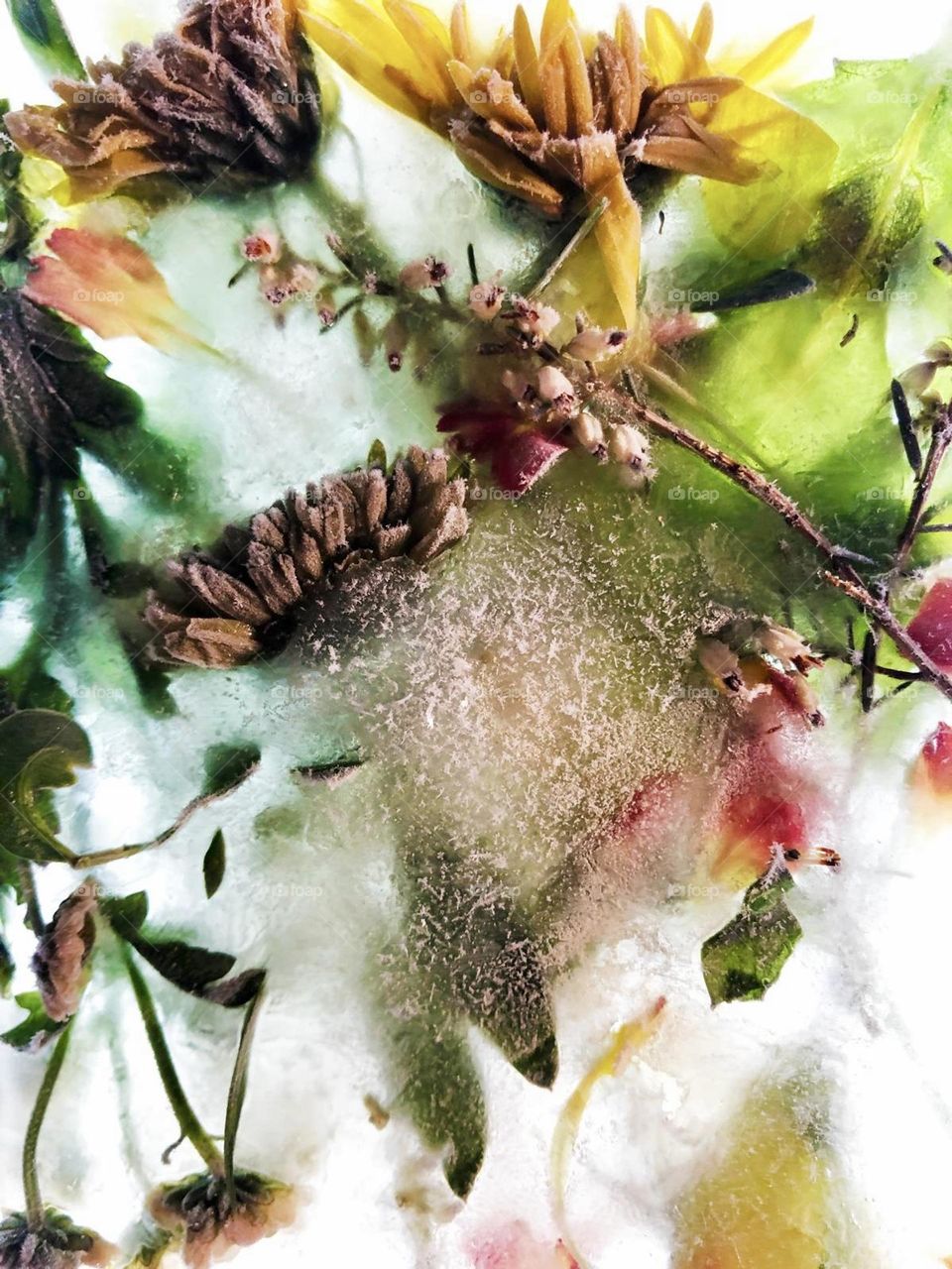 Flowers in ice