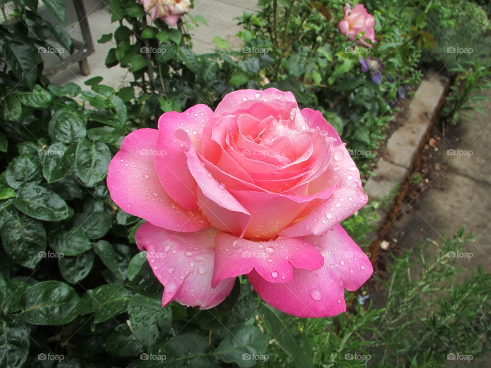 Morning Rose. Morning in the Garden
