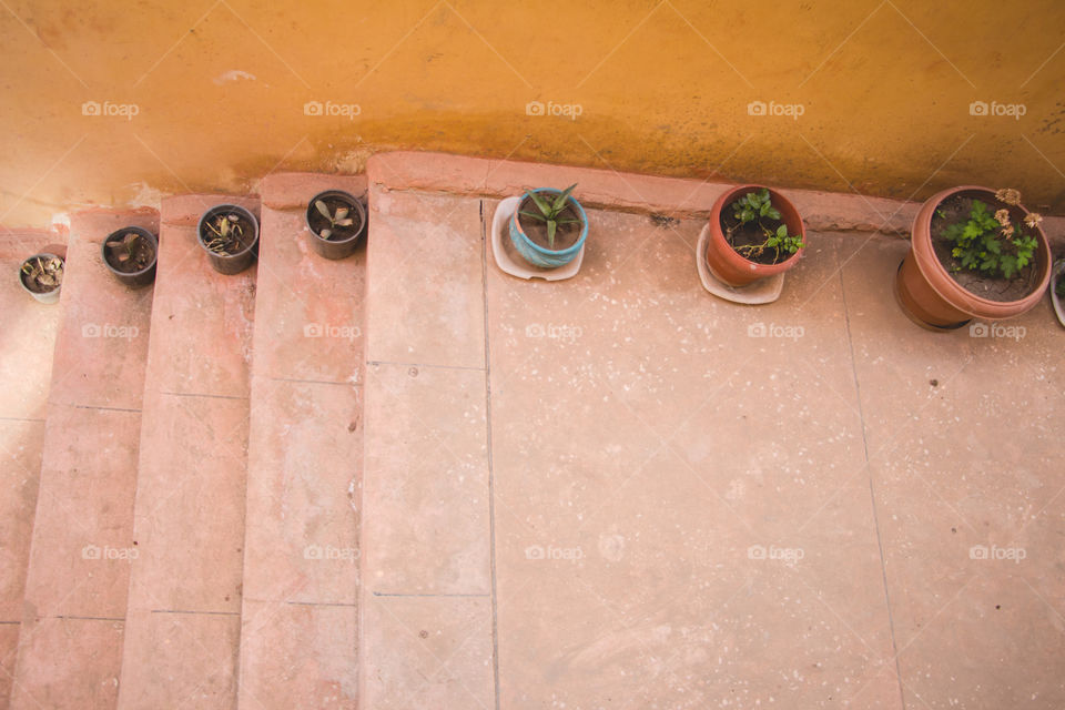 Roses and plants in pots in the hallway of our house.