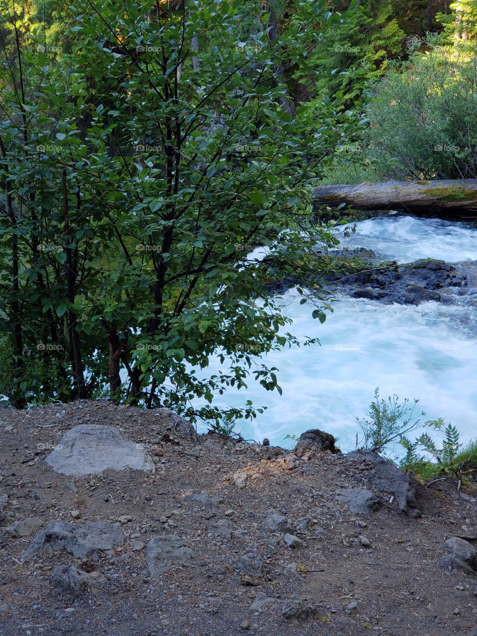 The sun rises on the rapids of the McKenzie River at Koosah Falls in Western Oregon on a summer morning.