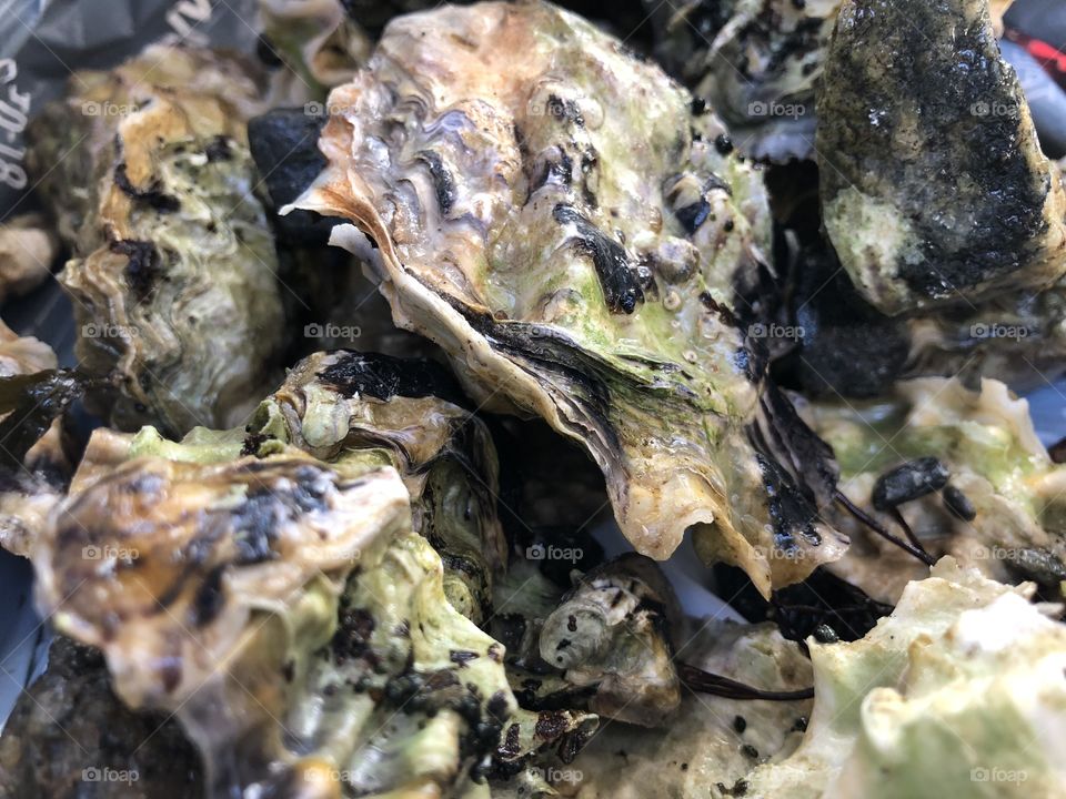 Oysters