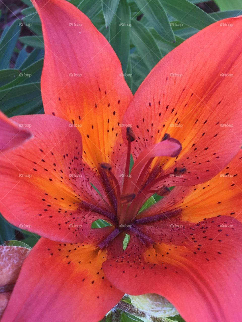 Orange Lily 