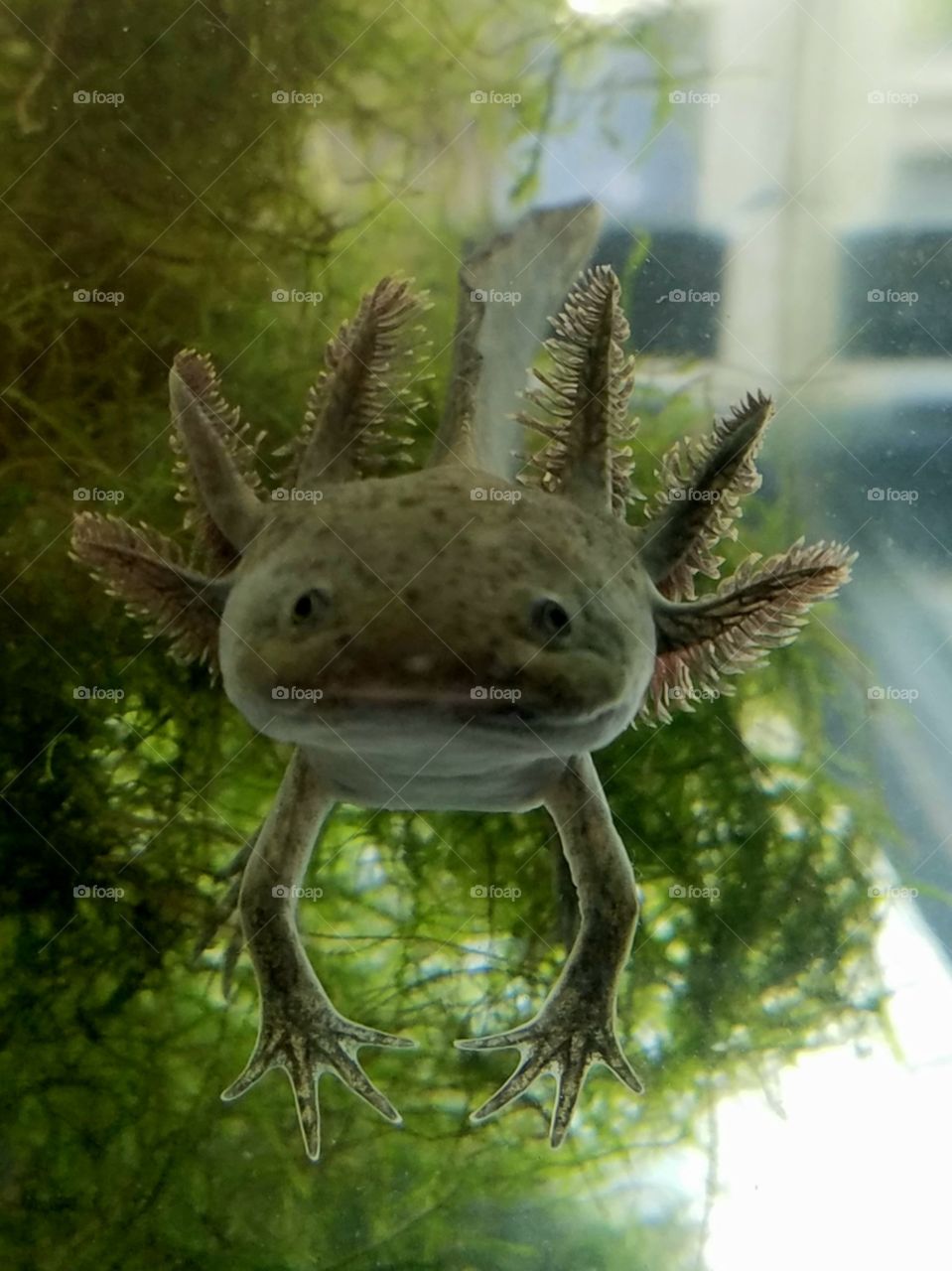 Axolotl - Mexican salamander that lives in water for life and can breed. They breathe through the skin, gills and has lungs. They don't bite and are not dangerous. People have them as pets and are kept in fishtanks.