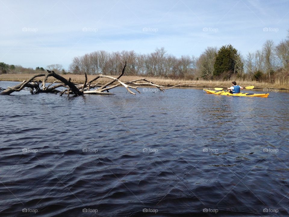 Branches . Kayaking down the Westport River 