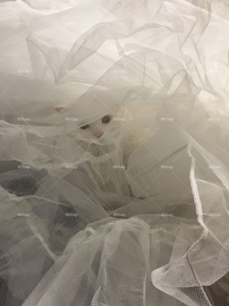 White cat in tulle