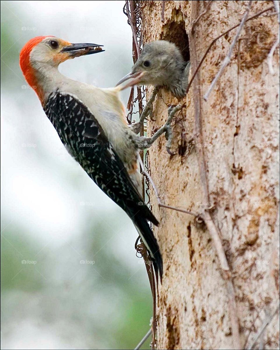 Mother woodpecker with an impatient chick.