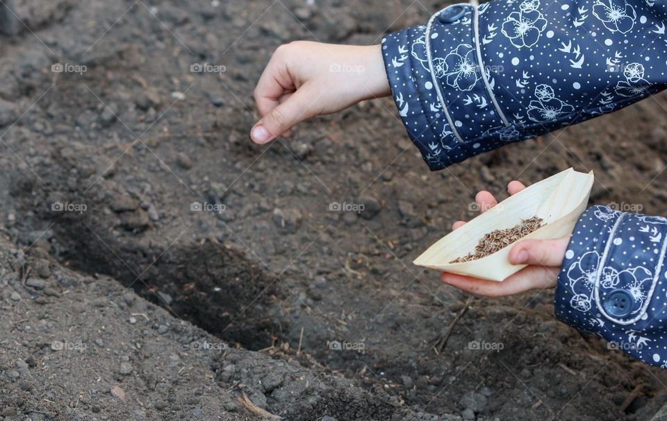 The hands of one little caucasian girl sow seeds in black soil, close-up side view. The concept of sowing seeds.