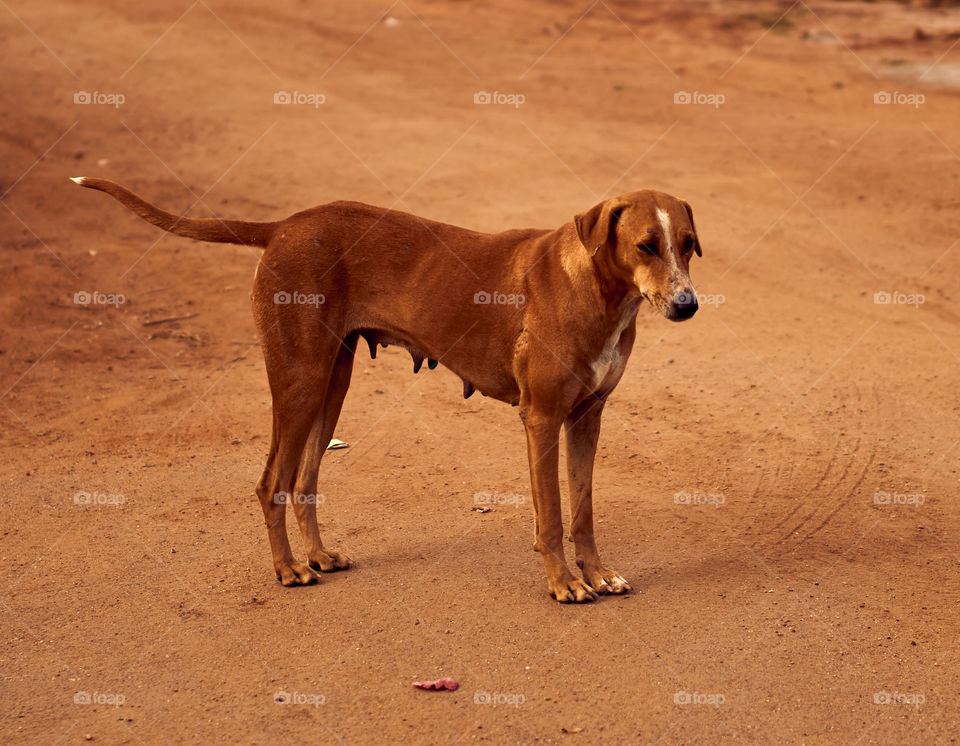 Animal photography - Street Dog - Polygar - Watching movements keenly