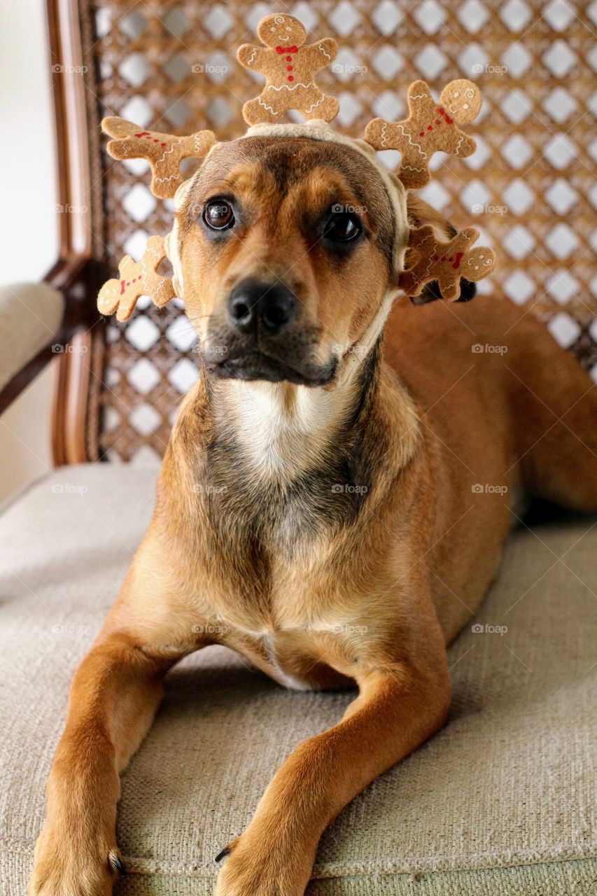 Funny dog on the couch 