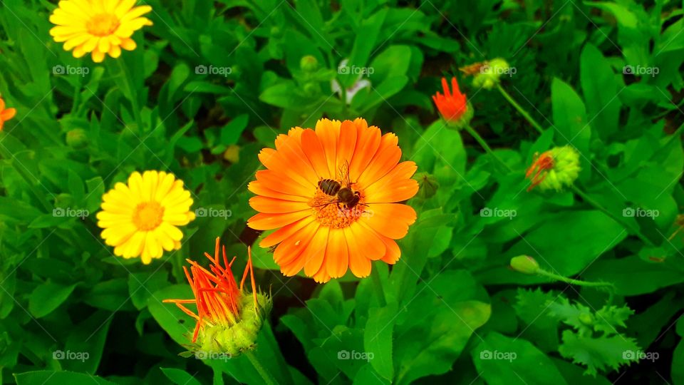 a bee on a flower