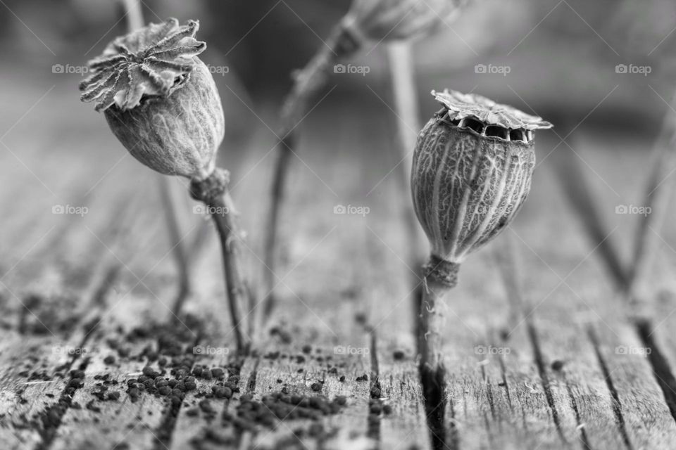 black and white photo of dry poppy pods with seeds.