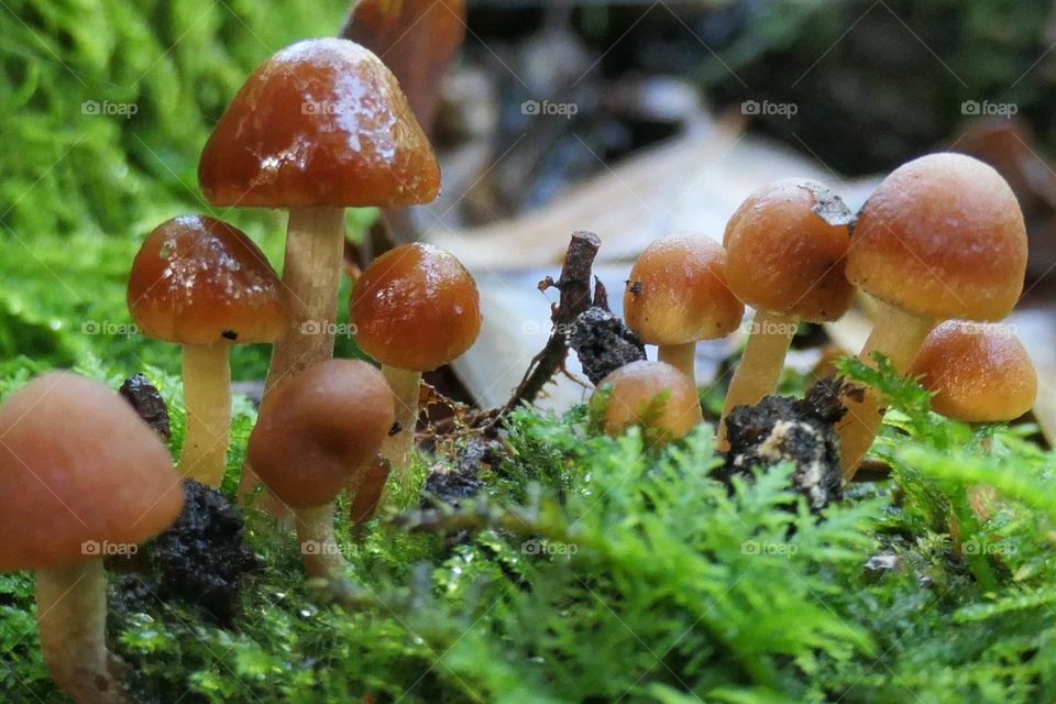 Some little mushrooms in the forest