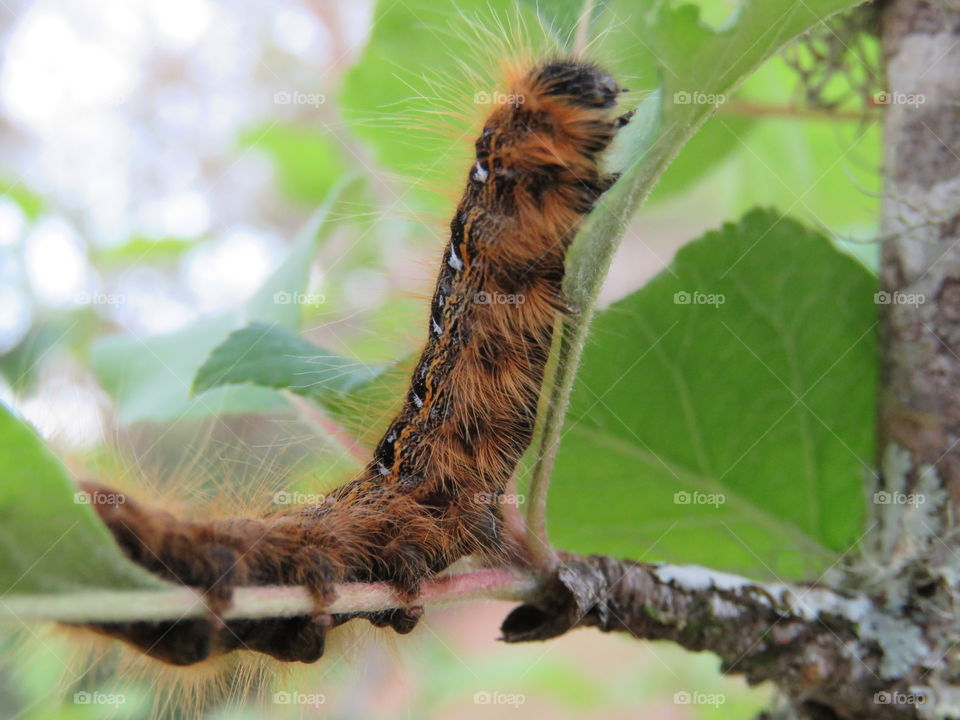 Eastern tent caterpillar