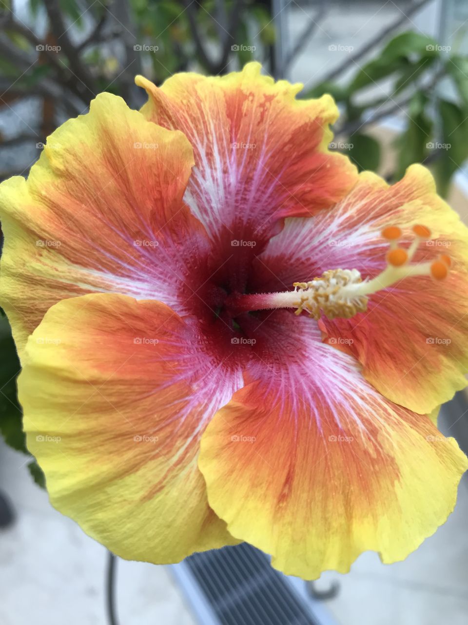 Hibiscus 