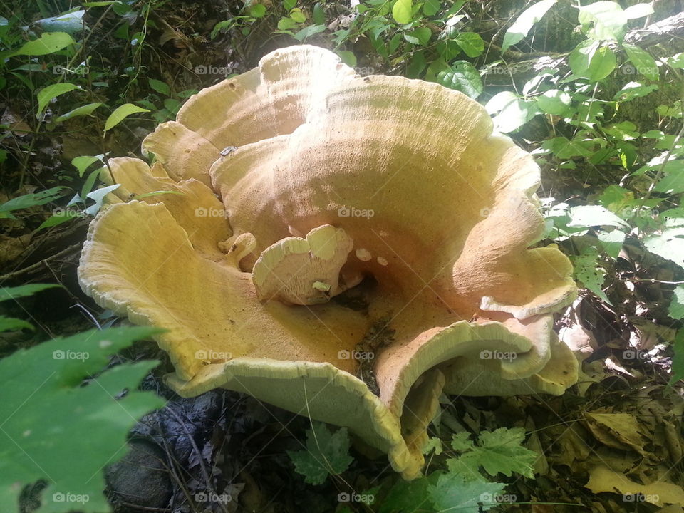 Giant Fungus