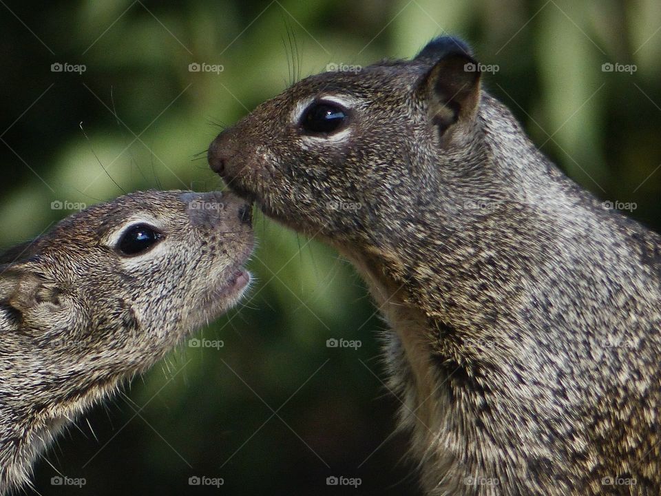 Baby and mother squirrels