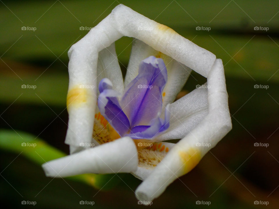 white flower closing