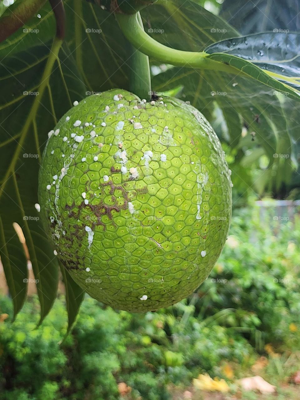 breadfruit jamaica